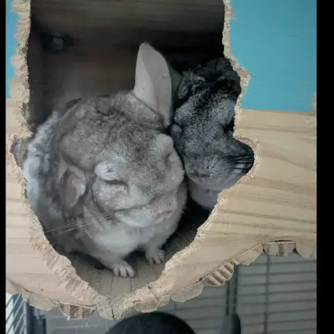 Inti & Huari