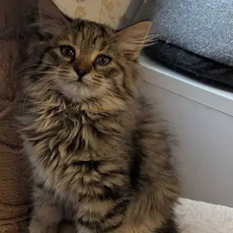 Brownie