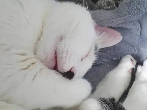 Blanco