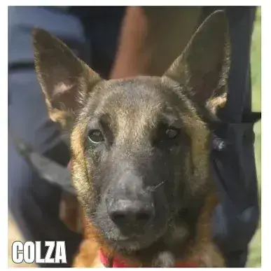 Colza photo 3