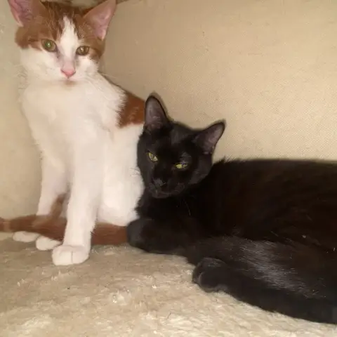 Rosso photo 2