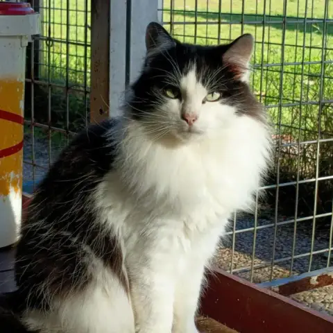 Uvocat