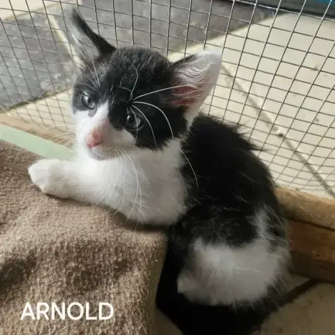 Arnold