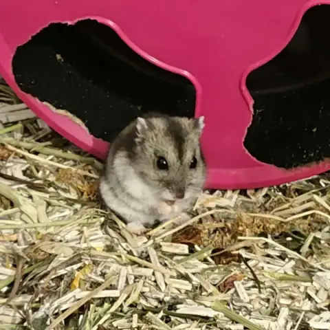 Pawmi photo 3