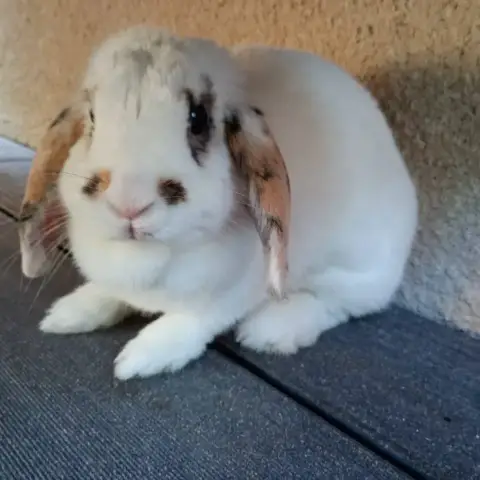 Molly
