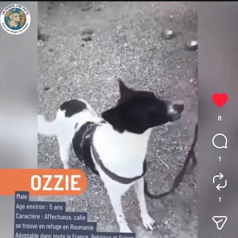 Ozzie photo 2