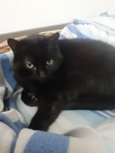 Ninou