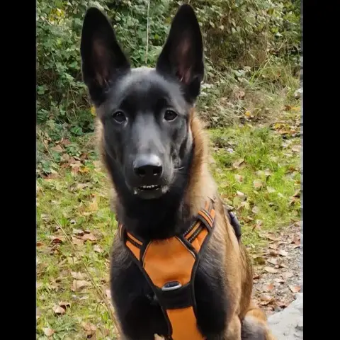 Ambra