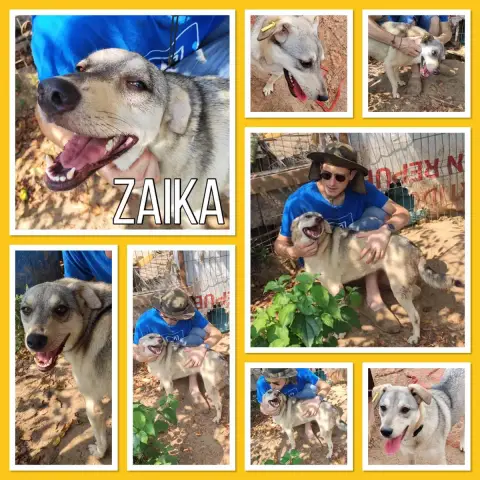 Zaika