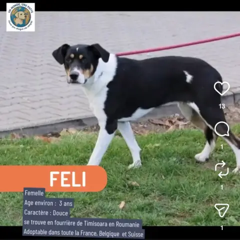 Féli photo 3