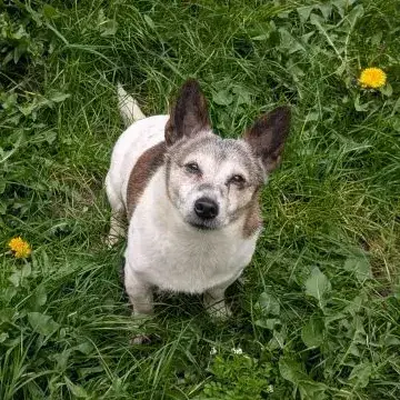 Pepitar
