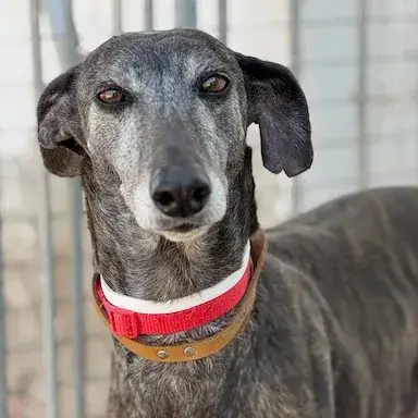 Airon Galgo photo 3