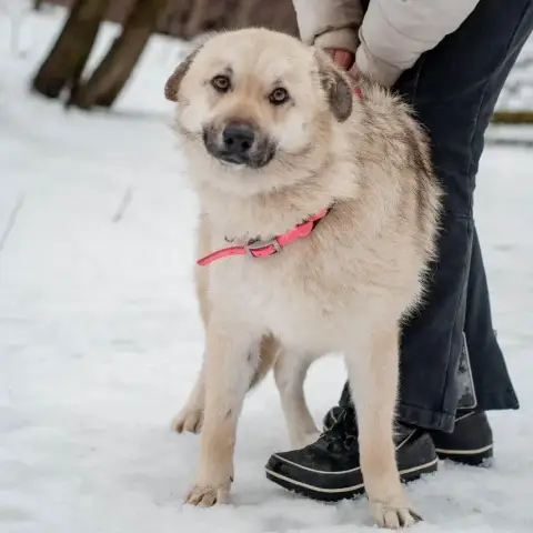 Lesya