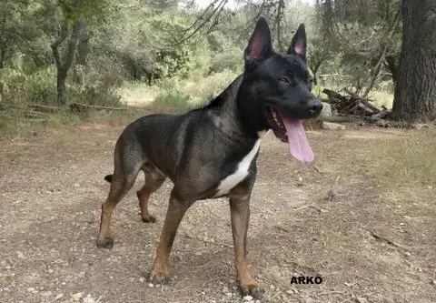 Arko