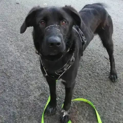 Blacky photo 3