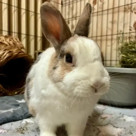 [À L'Adoption] Praline Et Nesquik photo 3