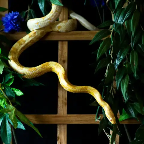 Bretzel