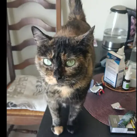Freya photo 3