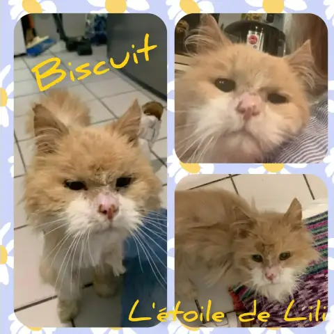 Biscuit