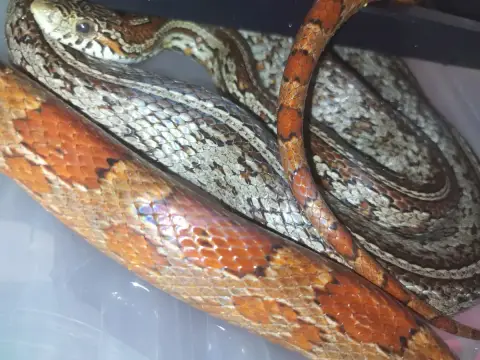 Pantherophis Guttatus/ Couleuvre Des Blés photo 2