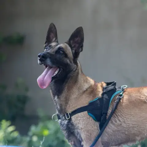 Nina