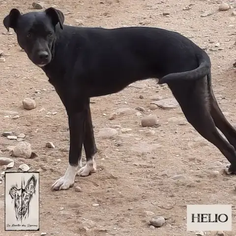 Helio photo 2