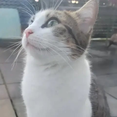 Kitty photo 2
