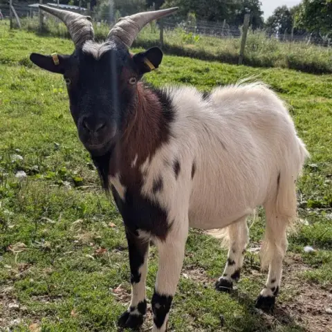 Oryx Et Padrig photo 3
