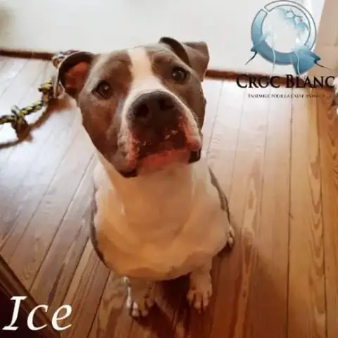 Ice photo 2