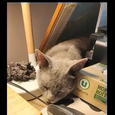 Tigri
