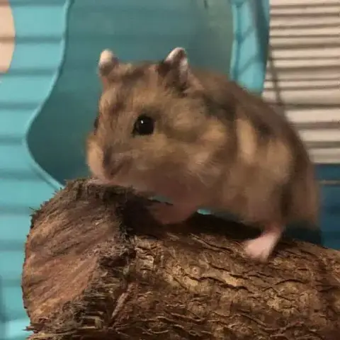 Alvin photo 3
