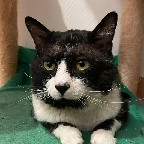 O'Malley