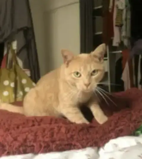 Scampi