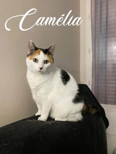 Camélia