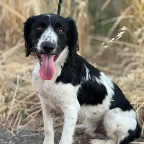Domino