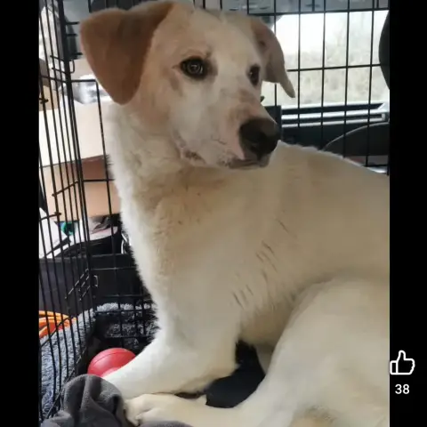Moki