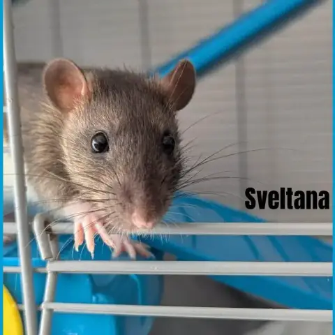 Sveltana photo 2