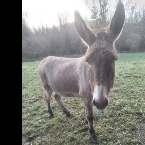 Doudou