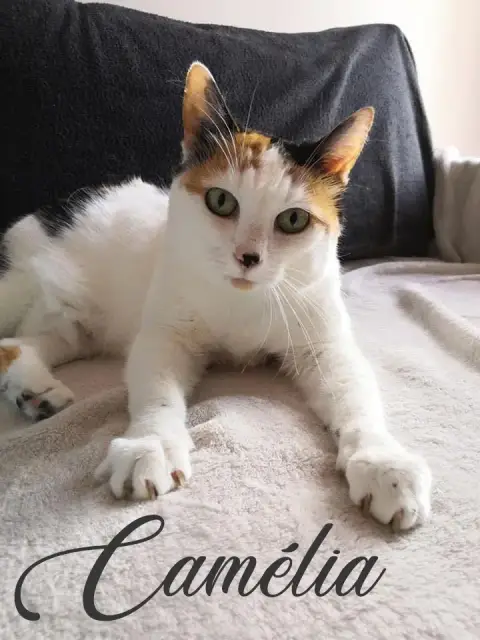 Camélia photo 2