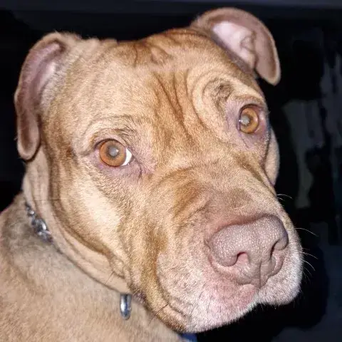Nala
