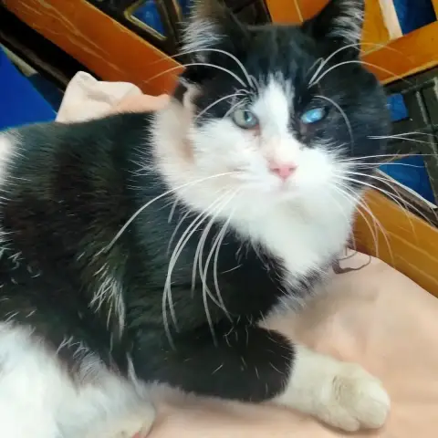 Felix