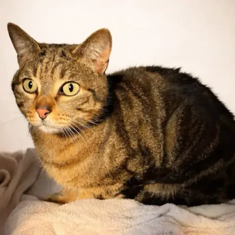 Loki