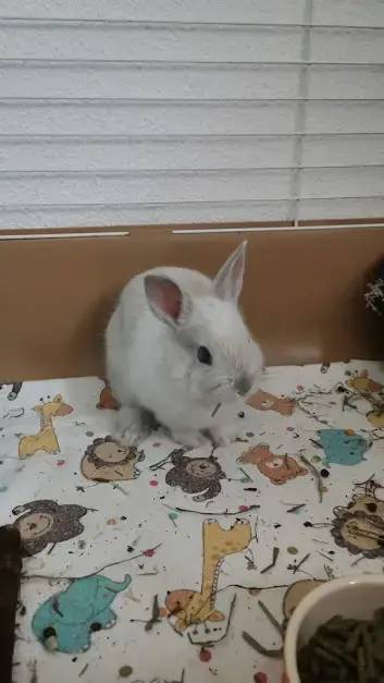 Milo photo 2