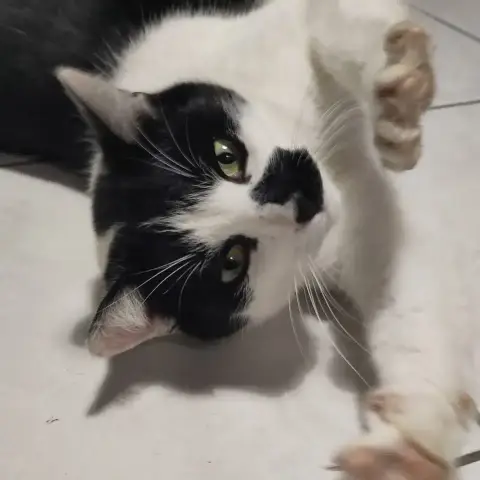 Suki photo 2