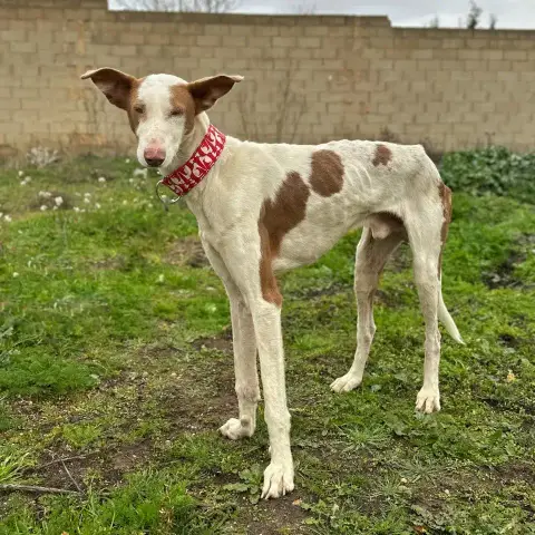 Enzo photo 3