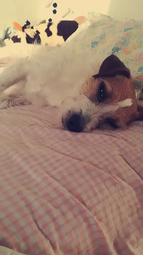 Ludo