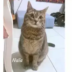 Naia