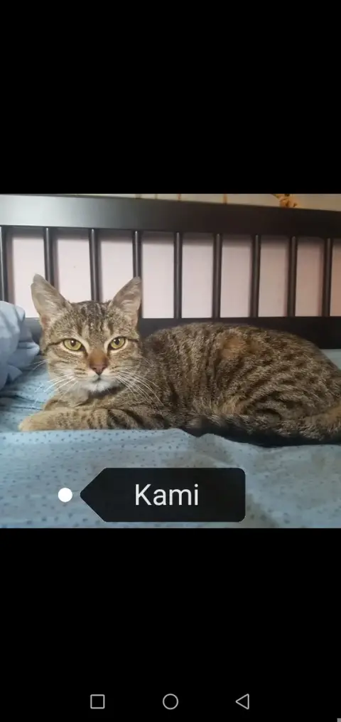 Kami