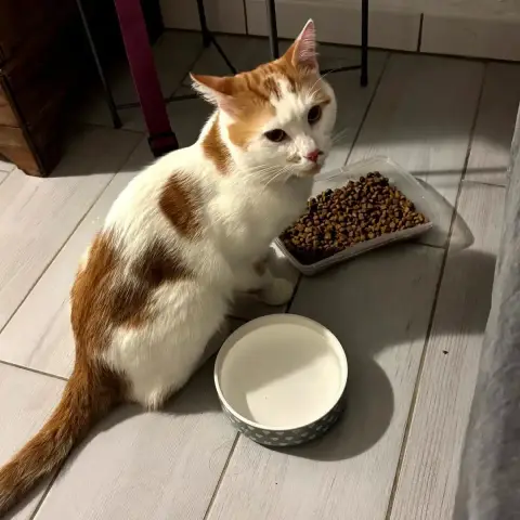 Tigrou
