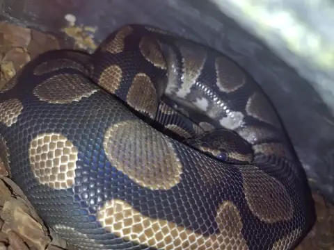 Ball